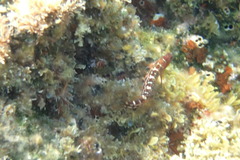 Microlipophrys canevae