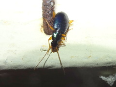 Agonum extensicolle