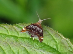 Prochoreutis inflatella