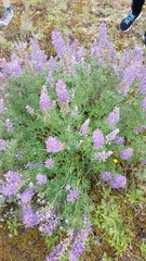 Lupinus albicaulis