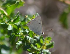 Tharsalea xanthoides