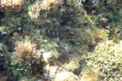 Microlipophrys canevae