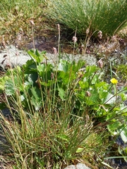 Luzula spicata