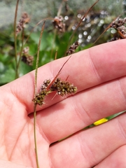 Luzula spicata