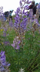 Lupinus albicaulis