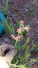 Oenothera podocarpa