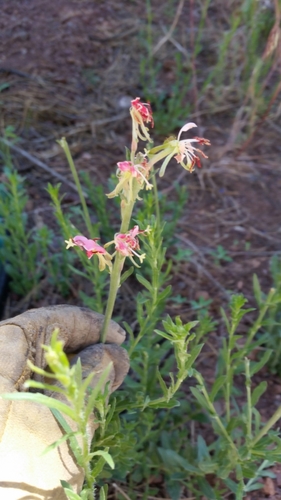Image of Oenothera podocarpa by no rights reserved