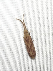 Tenomerga cinerea