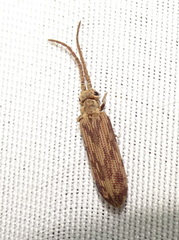 Tenomerga cinerea