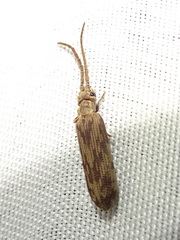 Tenomerga cinerea