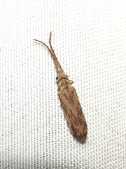 Tenomerga cinerea
