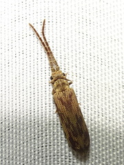 Tenomerga cinerea