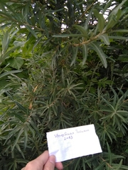 Hippophae rhamnoides