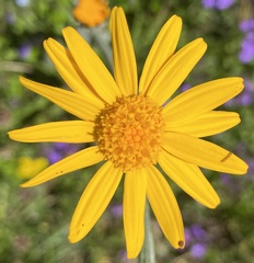 Senecio doronicum