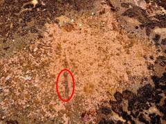 Anemonia sargassensis