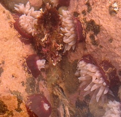 Anemonia sargassensis