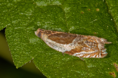 Ancylis comptana