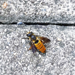 Megachile takaoensis