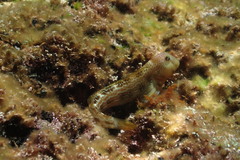 Microlipophrys canevae