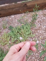 Boerhavia