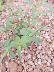 Boerhavia