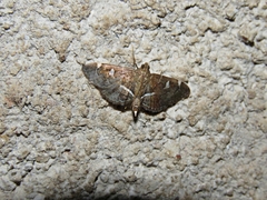 Lamprosema