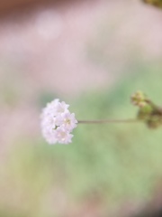Boerhavia