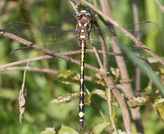 Cordulegaster obliqua