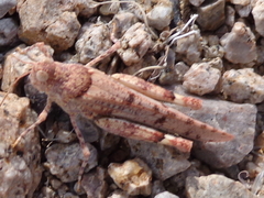 Cibolacris parviceps