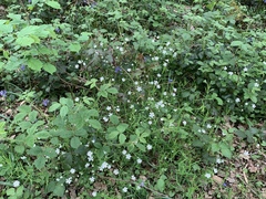 Stellaria nemorum