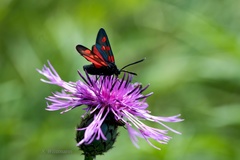 Zygaena angelicae