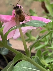Apis mellifera