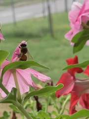 Apis mellifera