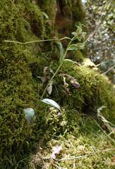 Epipactis troodi
