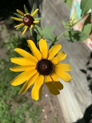 Rudbeckia