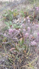 Chloropyron maritimum maritimum