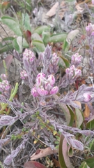 Chloropyron maritimum maritimum