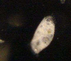 Oxytrichidae