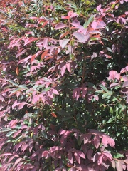 Loropetalum chinense