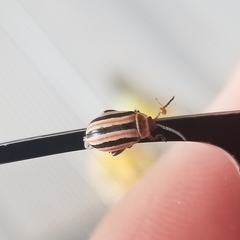 Kuschelina miniata