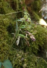 Epipactis troodi