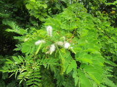 Mimosa caesalpiniifolia