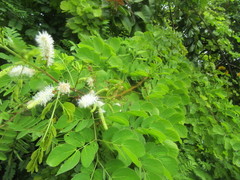 Mimosa caesalpiniifolia