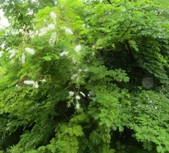 Mimosa caesalpiniifolia
