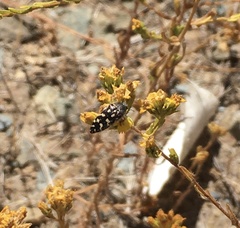 Acmaeodera bacchariphaga