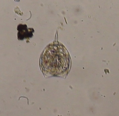 Lecane closterocerca