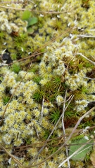 Racomitrium canescens