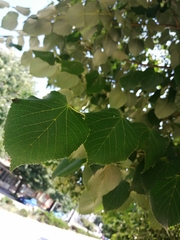 Tilia platyphyllos