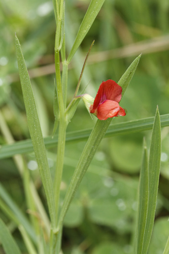 Lathyrus sphaericus image