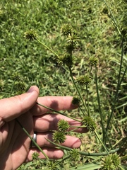 Juncus validus